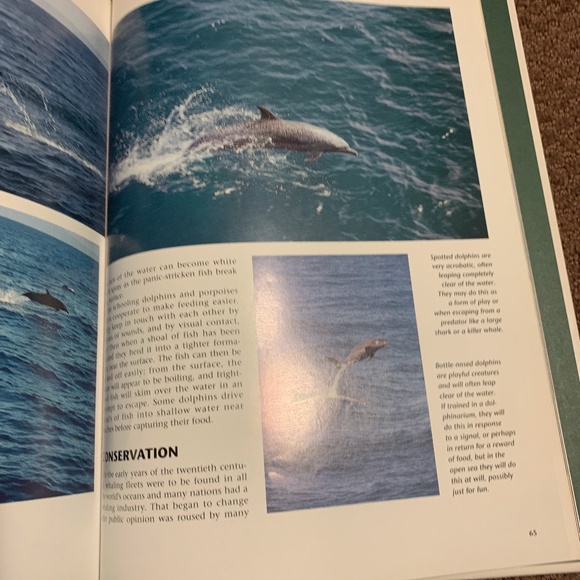 Whales & Dolphins Book (3 for $20) - Picture 5 of 8